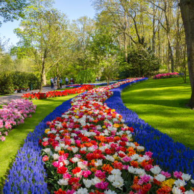 Winding flower beds of colourful tulips and blue grape hyacinths along a garden path at Keukenhof, Lisse, Netherlands