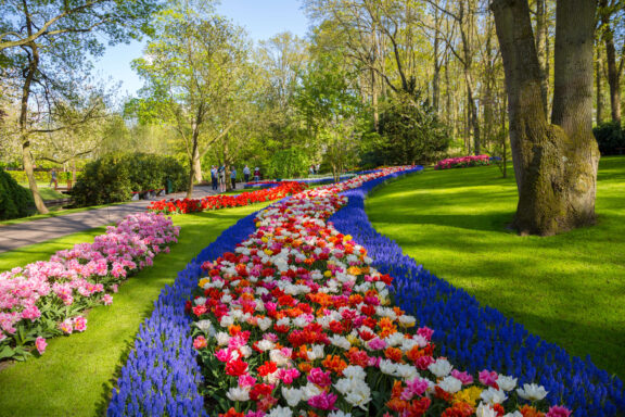 Winding flower beds of colourful tulips and blue grape hyacinths along a garden path at Keukenhof, Lisse, Netherlands
