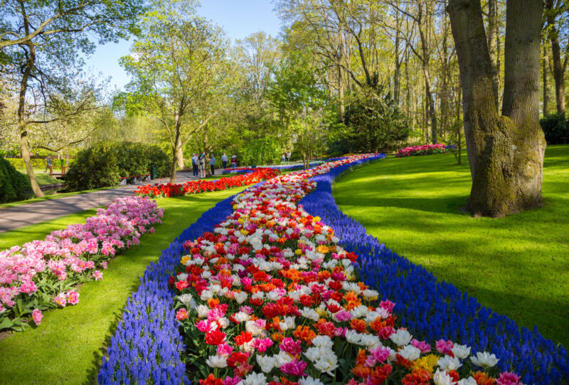 Winding flower beds of colourful tulips and blue grape hyacinths along a garden path at Keukenhof, Lisse, Netherlands