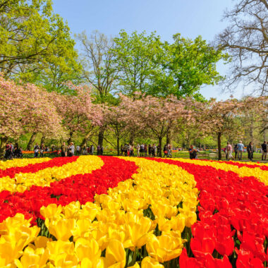 Sweeping beds of red and yellow tulips with visitors and pink blossom trees at Keukenhof gardens, Lisse, Netherlands
