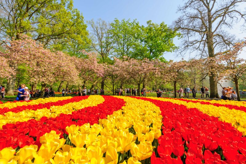 Sweeping beds of red and yellow tulips with visitors and pink blossom trees at Keukenhof gardens, Lisse, Netherlands
