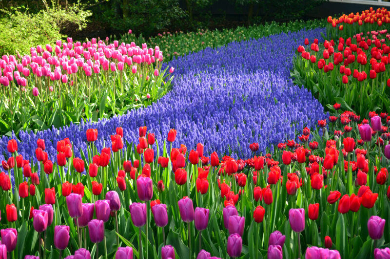 Colorful flower beds of red, pink and purple tulips with blue grape hyacinths at Keukenhof gardens, Netherlands