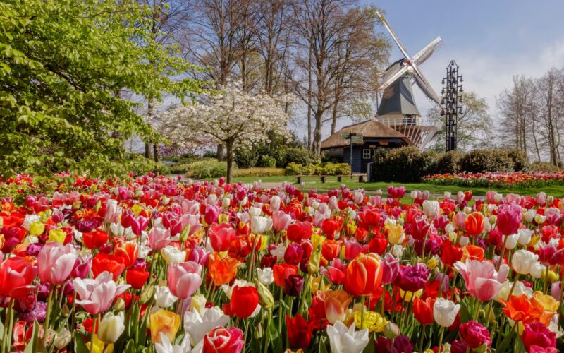 Keukenhof tour Rotterdam